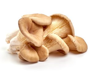 Shop Dried Oyster Mushrooms - 1kg pack