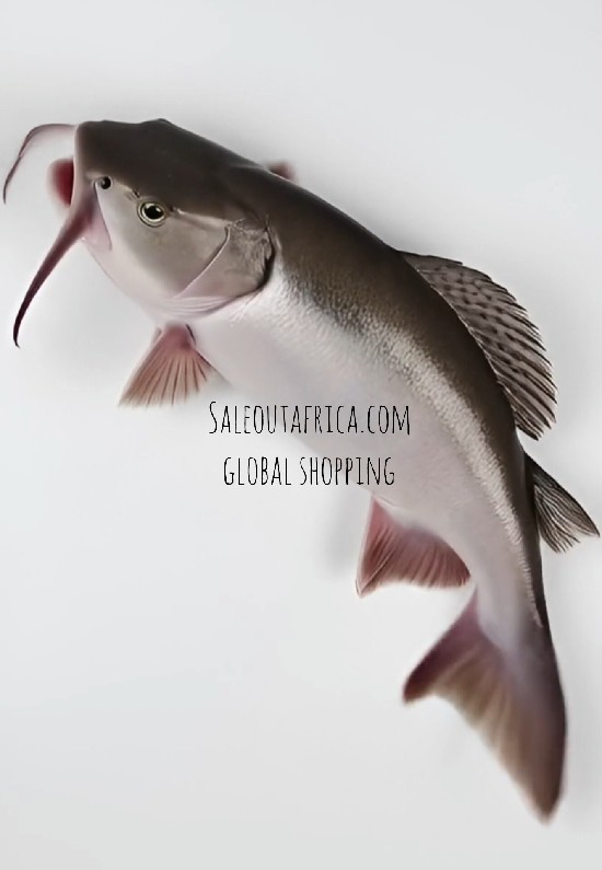 Catfish2